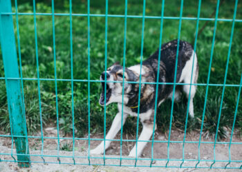 Cómo los perros custodian su espacio