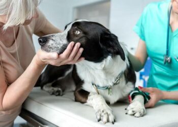 Una misteriosa enfermedad está matando a perros en Estados Unidos