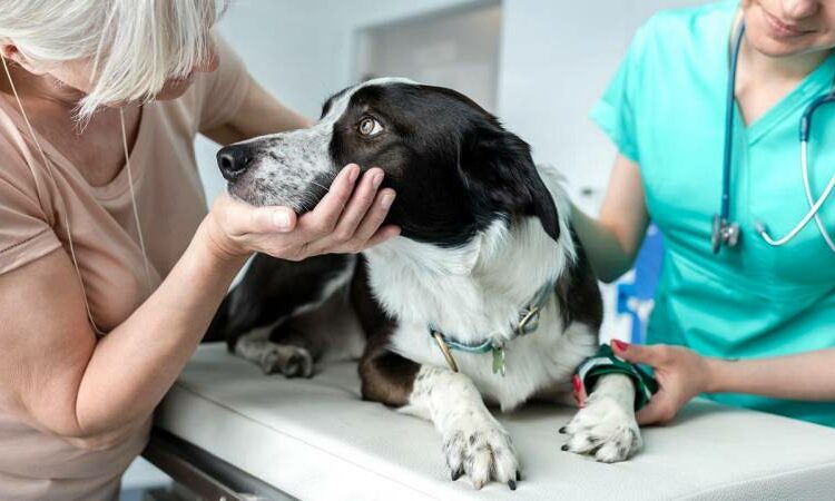 Una misteriosa enfermedad está matando a perros en Estados Unidos