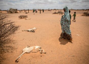 ONU: Un millón de personas desplazadas por la grave sequía en Somalia