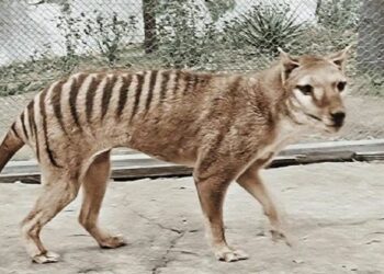 Científicos australianos buscan revivir al extinto tigre de Tasmania