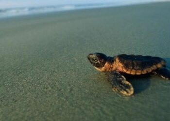 El calor está dejando sin machos las poblaciones de tortugas marinas