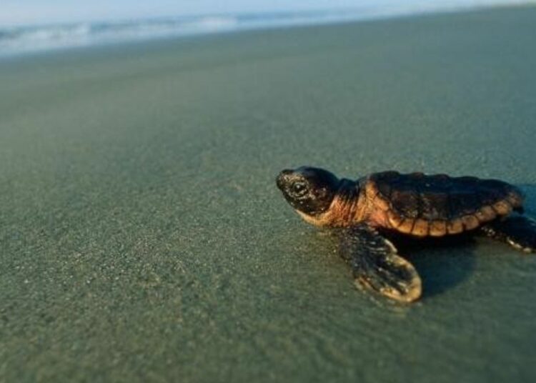 El calor está dejando sin machos las poblaciones de tortugas marinas