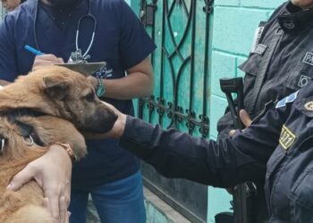 Policía rescata a perrita que vivía en condiciones de riesgo e insalubridad&nbsp;