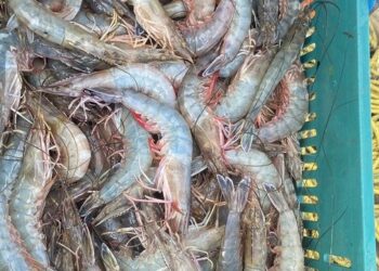 Veda de camarón marino iniciará el 4 de octubre, informa Ministerio de Agricultura