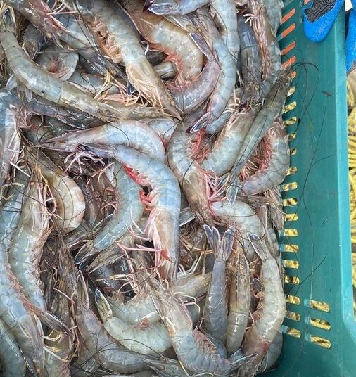 Veda de camarón marino iniciará el 4 de octubre, informa Ministerio de Agricultura