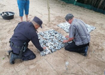 Autoridades decomisan 1,452 huevos de tortuga marina en Sonsonate