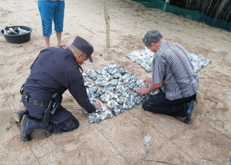 Autoridades decomisan 1,452 huevos de tortuga marina en Sonsonate
