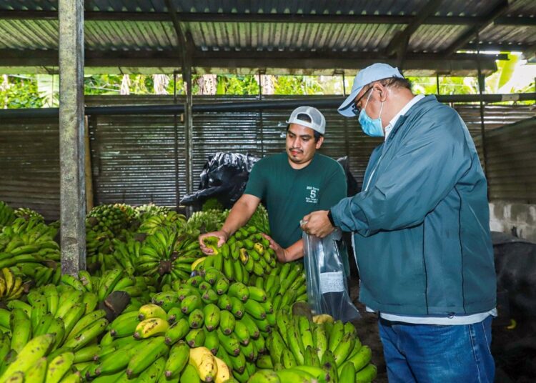 MAG no reporta mayores afectaciones en cultivos ante aumento de lluvias