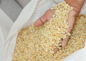 Ministro de Agricultura asegura que producción de maíz ha sido duplicada en 2022