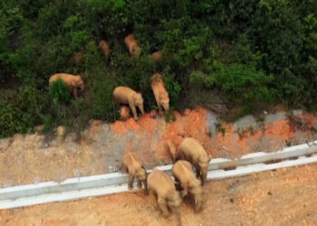 Famosos elefantes salvajes de China vuelven a «casa»