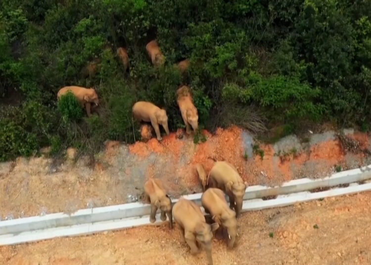 Famosos elefantes salvajes de China vuelven a «casa»