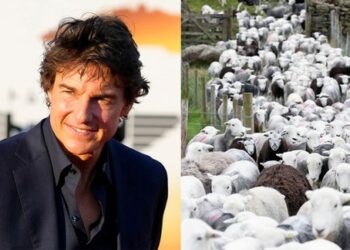 Un rebaño de ovejas invade el set de Misión Imposible 8 y detienen el rodaje