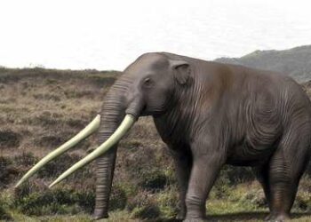 Descubren restos de un elefante de 12.000 años de antigüedad en Chile