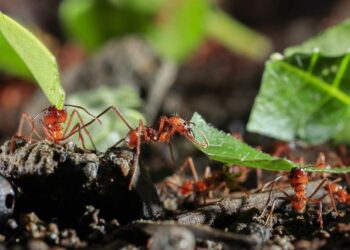 Científicos calcularon cuántas hormigas hay en la Tierra: el número es tan grande que resulta “inimaginable”