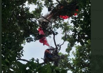 Paracaidista queda atrapado en un árbol en Soyapango