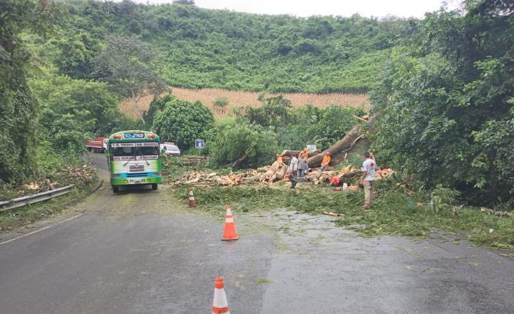 Enorme árbol cayó sobre la carretera Panamericana en la zona de Mercedes Umaña, Usulután