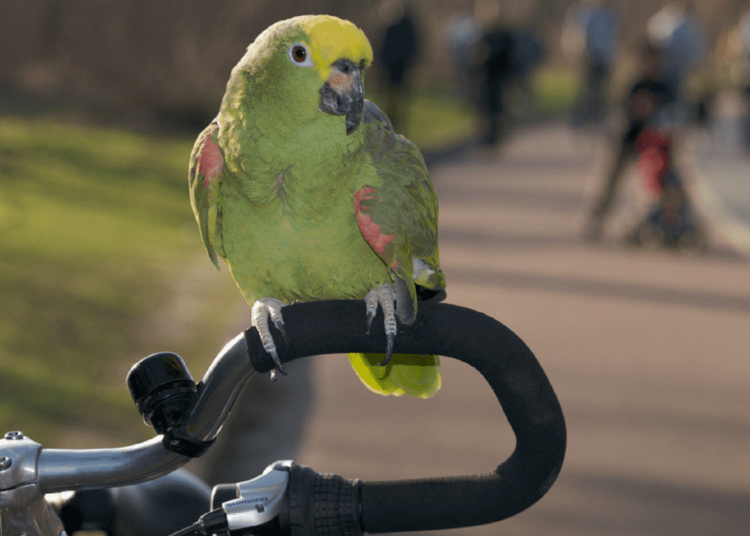 Un loro reincidente ‘knockea’ a un ciclista en el norte de España