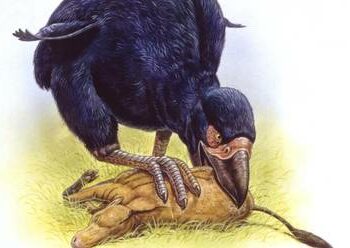 Revelan por qué se extinguieron los pájaros del trueno de Australia