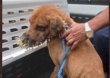 FOTOS | CAM de San Salvador rescata a perrito con el rostro cubierto de púas de puercoespín