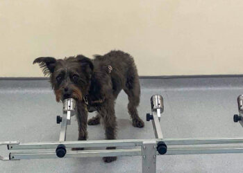 Descubren que los perros al olfatear el sudor y el aliento de una persona pueden detectar si está estresada