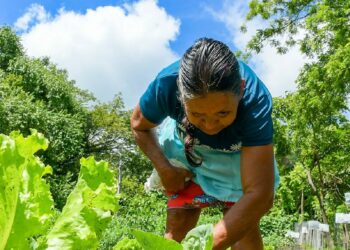 ISTA promueve huertos familiares para garantizar la seguridad de la población