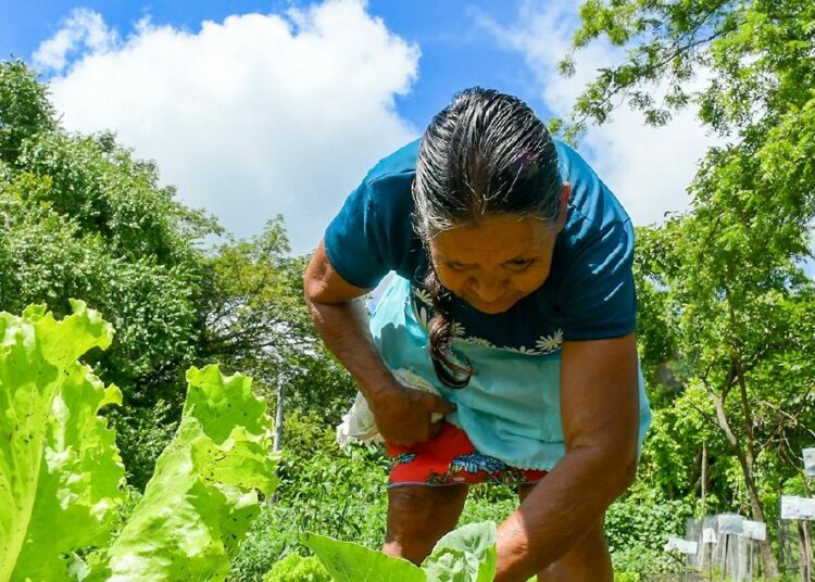 ISTA promueve huertos familiares para garantizar la seguridad de la población