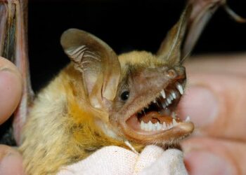 Un virus similar al coronavirus fue descubierto en Rusia y preocupa a los expertos