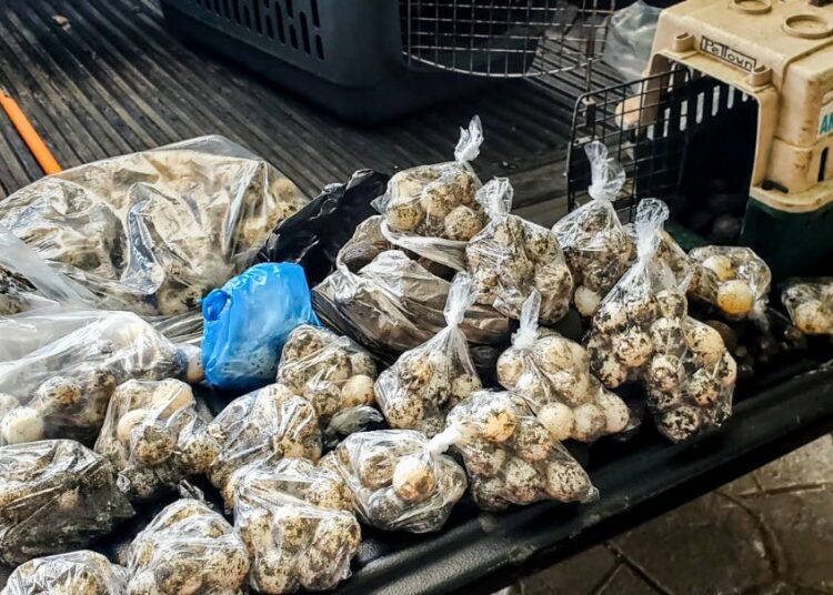 Ministerio de Medio Ambiente decomisa 400 huevos de tortuga marina en San Miguel