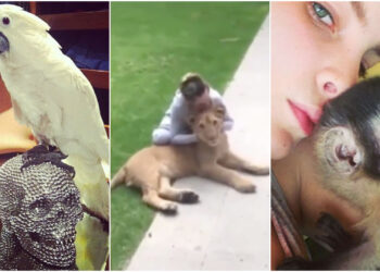 Belinda es acusada de tener animales exóticos en cautiverio