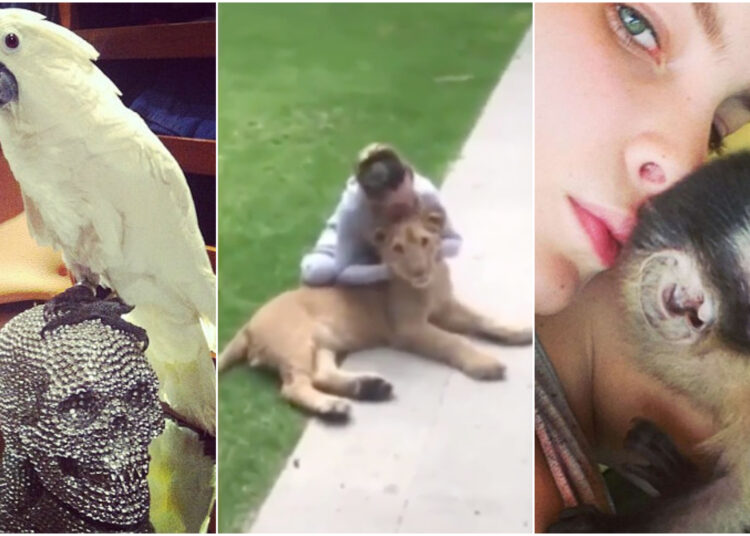 Belinda es acusada de tener animales exóticos en cautiverio