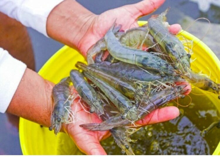 ‘‘En ningún momento se generará desabastecimiento. Hay sustitutos: existe el camarón de tanque’’: Ministro de Agricultura