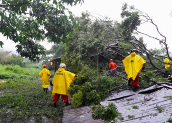 Adulto mayor muere tras caerle un árbol en su vivienda ubicada en Sonsonate