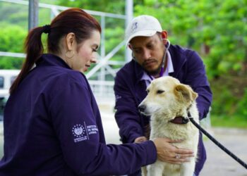 IBA brindó más de 120 atenciones a mascotas durante Depresión Tropical Julia