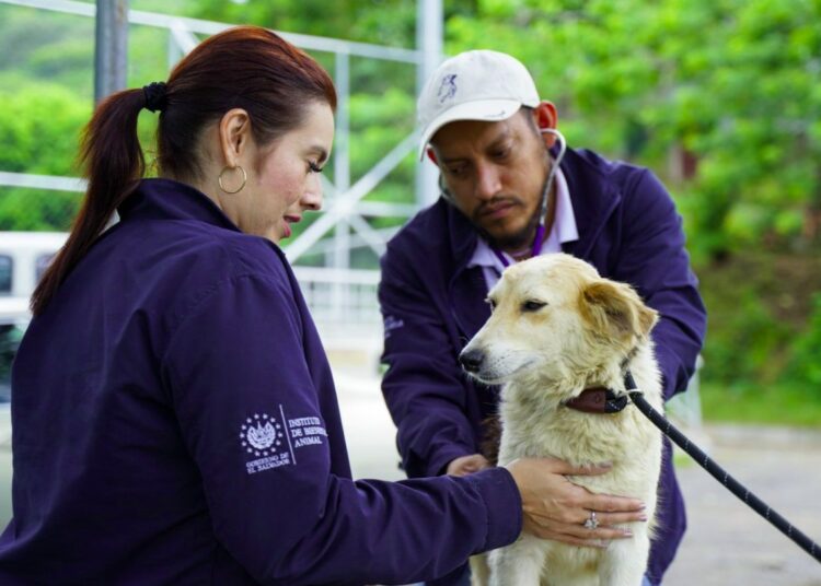 IBA brindó más de 120 atenciones a mascotas durante Depresión Tropical Julia