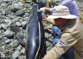 Autoridades del MARN encuentran delfín muerto en playa La Paz, La Libertad