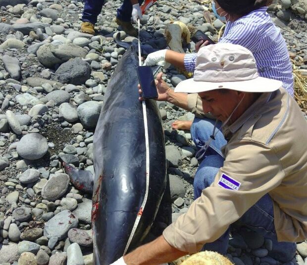 Autoridades del MARN encuentran delfín muerto en playa La Paz, La Libertad