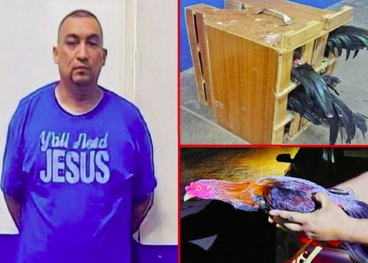 PNC detuvo a hondureño que intentaba introducir ilegalmente cinco gallos de pelea al país