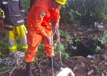 Rescatan a perrito que cayó en un pozo de 15 metros en Usulután