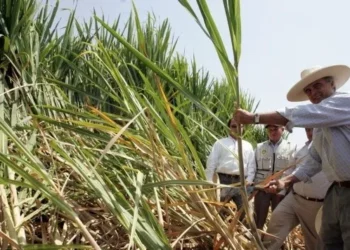 Productores de caña aseguran que Régimen de Excepción logró frenar el pago de extorsiones a pandillas