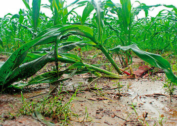 Agricultores afectados por la Tormenta Tropical Julia pueden solicitar financiamiento en BANDESAL
