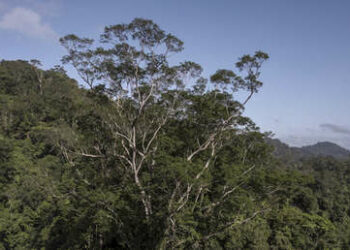 (VIDEO) Logran llegar al árbol más alto de la Amazonía, de 88,5 metros de altura, tras varios intentos fallidos