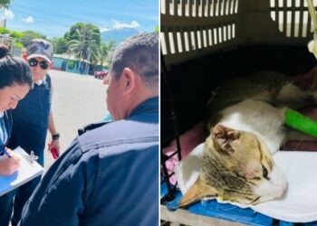 Exdirector del ISSS recupera su libertad tras ser capturado por atropellar un gato pero tendrá que pagar los gastos veterinarios