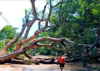 Cerrado el paso vehicular sobre carretera del Litoral por enorme árbol caído en el cantón La Canoa