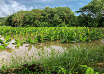 La FAO dona medio millón de dólares para ayudar a agricultores afectados por la tormenta Julia