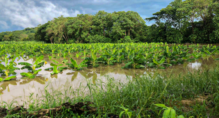 La FAO dona medio millón de dólares para ayudar a agricultores afectados por la tormenta Julia