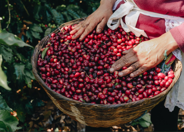 Cafetaleros cerrarán cosecha 2021-2022 con 135 mil quintales más gracias al apoyo del gobierno