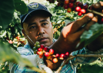 Mil pequeños cafetaleros se beneficiarán con financiamiento de $5 millones otorgados por Italia