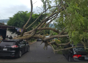 Vientos derriban árbol en la zona de El Platillo en Santa Tecla, equipos de Obras Públicas lo están retirando