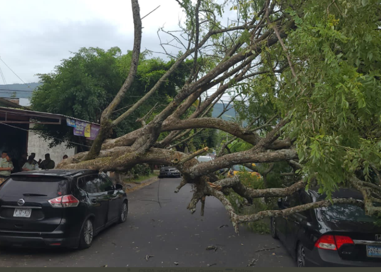 Vientos derriban árbol en la zona de El Platillo en Santa Tecla, equipos de Obras Públicas lo están retirando